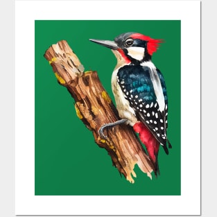 Watercolor Woodpecker on a Twig Posters and Art